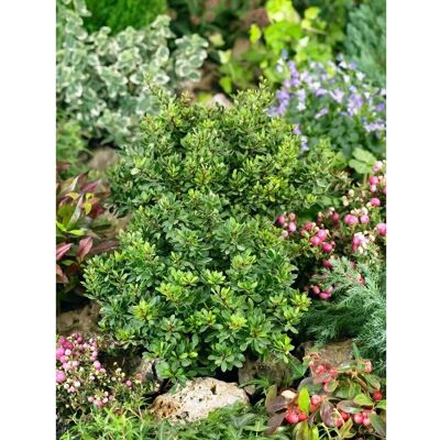 Pflanzen für dich Berberis Thunbergii Kobold Heckenberberitze Kompakt 25–30 cm Pflanzen für dich Berberis Thunbergii Kobold Heckenberberitze Kompakt 25–30 cm