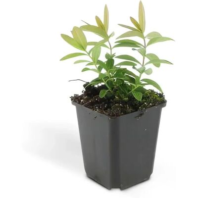 Exotenherz Bodendecker Kelchiges Johanniskraut Hypericum Calycinum 9cm Topf Set mit 60 Pflanzen Exotenherz Bodendecker Kelchiges Johanniskraut Hypericum Calycinum 9cm Topf Set mit 60 Pflanzen