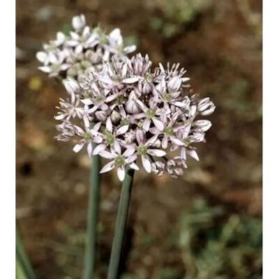 Die Nr-01.de Zier Lauch - Allium nigrum Die Nr-01.de Zier Lauch - Allium nigrum