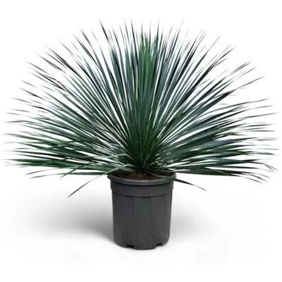 Sunny-Tree Mediterrane Yucca Rostrata Blue Blue Palmlilie Winterharte Pflanze bis -20°C Ideal für Garten & Terrasse Sunny-Tree Mediterrane Yucca Rostrata Blue Blue Palmlilie Winterharte Pflanze bis -20°C Ideal für Garten & Terrasse