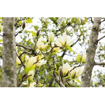 Pflanzen für dich Magnolia 'Honey Tulip' Magnolie 60-80 cm Pflanzen für dich Magnolia 'Honey Tulip' Magnolie 60-80 cm