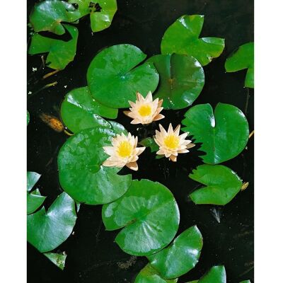 Pflanzen für dich Nymphaea X Cult.'walter Pagels' Seerose Ca. 11x11 cm Topf Pflanzen für dich Nymphaea X Cult.'walter Pagels' Seerose Ca. 11x11 cm Topf