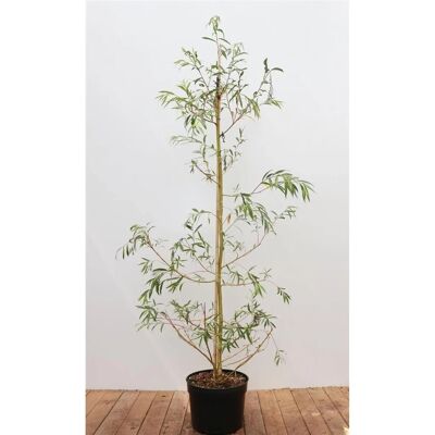 Pflanzen für dich Salix Alba Tristis Trauerweide 125–150 cm Pflanzen für dich Salix Alba Tristis Trauerweide 125–150 cm