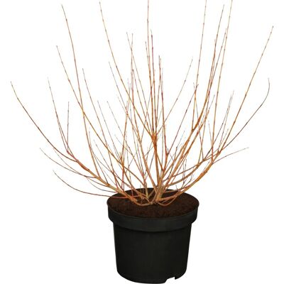 GROW by OBI OBI Harlekinweide Hakuro Nishiki Gelb Höhe ca. 30 - 40 cm Topf ca. 5, Salix GROW by OBI OBI Harlekinweide Hakuro Nishiki Gelb Höhe ca. 30 - 40 cm Topf ca. 5, Salix