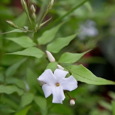 arborix Echter Jasmin Jasminum officinale 50 bis 60 cm im Container Duftende Blüten arborix Echter Jasmin Jasminum officinale 50 bis 60 cm im Container Duftende Blüten