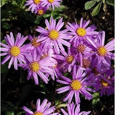 Die Nr-01.de Sommeraster Lady Hindlip - Aster amellus Die Nr-01.de Sommeraster Lady Hindlip - Aster amellus