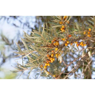 Pflanzen für dich Hippophae Rhamnoides Hergo Sanddorn 40–60 Cm Vitaminreich Pflanzen für dich Hippophae Rhamnoides Hergo Sanddorn 40–60 Cm Vitaminreich