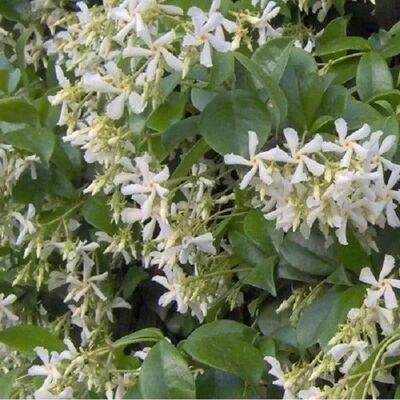 arborix Sternjasmin Trachelospermum jasminoides 50 bis 60 cm im Container Immergrün arborix Sternjasmin Trachelospermum jasminoides 50 bis 60 cm im Container Immergrün
