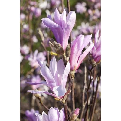 Pflanzen für dich Magnolia Liliiflora Tulpenmagnolie 150-175 cm Pflanzen für dich Magnolia Liliiflora Tulpenmagnolie 150-175 cm