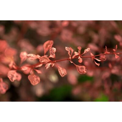 Pflanzen für dich Berberis Thunbergii Rose Glow Rote Heckenberberitze 30–40 cm Pflanzen für dich Berberis Thunbergii Rose Glow Rote Heckenberberitze 30–40 cm