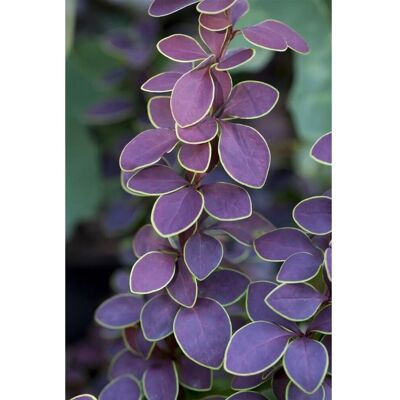 Pflanzen für dich Berberis thunbergii 'Golden Ring' 60-80 cm Pflanzen für dich Berberis thunbergii 'Golden Ring' 60-80 cm