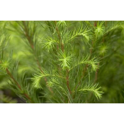 Pflanzen für dich Larix Decidua Europäische Lärche 100–125 cm Winterhart Pflanzen für dich Larix Decidua Europäische Lärche 100–125 cm Winterhart