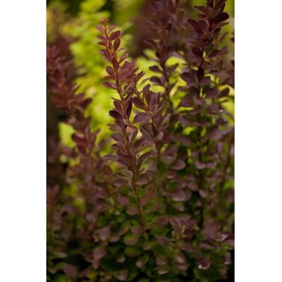 Pflanzen für dich Berberis Thunbergii Red Rocket Blutberberitze Rot 30–40 cm Pflanzen für dich Berberis Thunbergii Red Rocket Blutberberitze Rot 30–40 cm