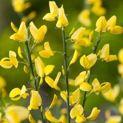 arborix Frühlingsginster 'Allgold' Cytisus praecox 40 bis 60 cm im Container Gelbe Blüten arborix Frühlingsginster 'Allgold' Cytisus praecox 40 bis 60 cm im Container Gelbe Blüten