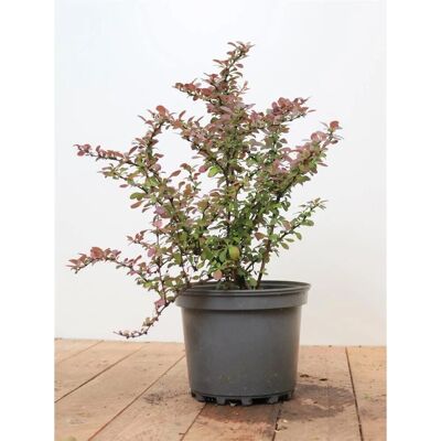 Pflanzen für dich Berberis Thunbergii Atropurpurea Nana Blutberberitze Purpurrot 25–30 cm Pflanzen für dich Berberis Thunbergii Atropurpurea Nana Blutberberitze Purpurrot 25–30 cm