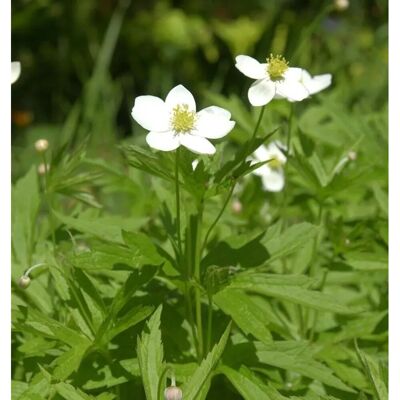 Die Nr-01.de Kanadisches Wiesen Anemone - Anemone canadensis Die Nr-01.de Kanadisches Wiesen Anemone - Anemone canadensis