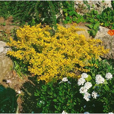 Pflanzen für dich Berberis thunbergii 'Aurea' 30-40 cm Pflanzen für dich Berberis thunbergii 'Aurea' 30-40 cm
