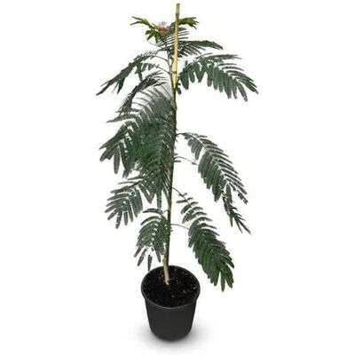Sunny-Tree Seidenbaum Albizia Julibrissin Ombrella 150 cm Winterharter Baum mit Rosa Blüten Seidenakazie Sunny-Tree Seidenbaum Albizia Julibrissin Ombrella 150 cm Winterharter Baum mit Rosa Blüten Seidenakazie