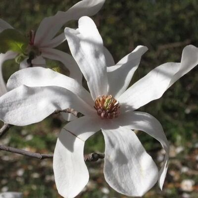arborix Magnolie 'Merrill' Magnolia,oebneri 50 bis 60 cm im Container Weiße Blüten arborix Magnolie 'Merrill' Magnolia,oebneri 50 bis 60 cm im Container Weiße Blüten