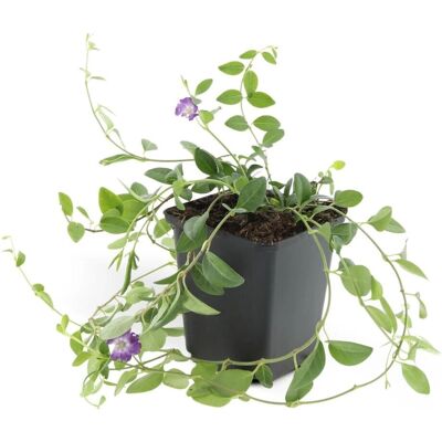Exotenherz Bodendecker Kleines Immergrün Vinca Minor Atropurpurea 9cm Topf Set mit 12 Pflanzen Exotenherz Bodendecker Kleines Immergrün Vinca Minor Atropurpurea 9cm Topf Set mit 12 Pflanzen