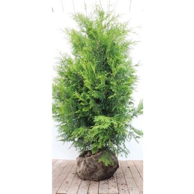 Pflanzen für dich Thuja occidentalis 'Brabant' 175-200 cm Pflanzen für dich Thuja occidentalis 'Brabant' 175-200 cm