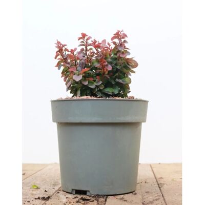 Pflanzen für dich Berberis Thunbergii Bagatelle Heckenberberitze Kompakt 15–20 cm Pflanzen für dich Berberis Thunbergii Bagatelle Heckenberberitze Kompakt 15–20 cm