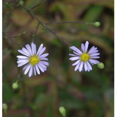 Die Nr-01.de Herbstwild Aster - Aster,aevis Die Nr-01.de Herbstwild Aster - Aster,aevis