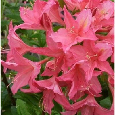 arborix Laubabwerfende Azalee rosa bis Azalea mollis 40 bis 50 cm im Container Glockenförmige Blüten arborix Laubabwerfende Azalee rosa bis Azalea mollis 40 bis 50 cm im Container Glockenförmige Blüten