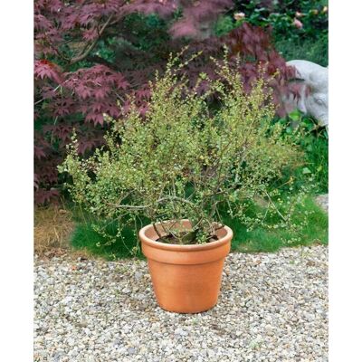 Pflanzen für dich Betula Nana Zwergbirke 30–40 cm Kompakt Und Winterhart Pflanzen für dich Betula Nana Zwergbirke 30–40 cm Kompakt Und Winterhart