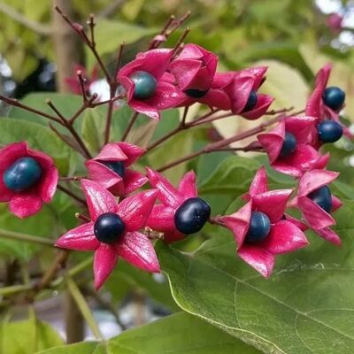 arborix Losbaum Clerodendrum trichotomum 40 bis 50 cm im Container Duftende Blüten arborix Losbaum Clerodendrum trichotomum 40 bis 50 cm im Container Duftende Blüten