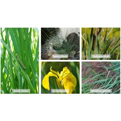 GROW by OBI Teichpflanzen Set Tiefwasserzone/Sauerstoffpflanze Topf ca. 9cm GROW by OBI Teichpflanzen Set Tiefwasserzone/Sauerstoffpflanze Topf ca. 9cm