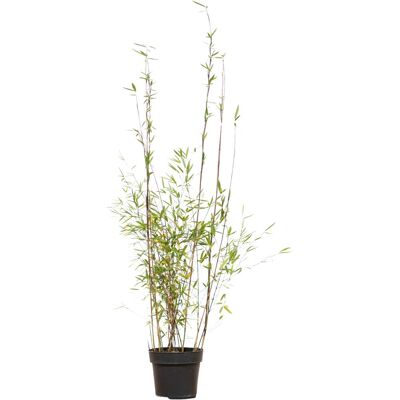 Fontänenbambus Set à 15 Stück Höhe ca. 100 - 125 cm Fargesia nitida Fontänenbambus Set à 15 Stück Höhe ca. 100 - 125 cm Fargesia nitida