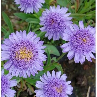Die Nr-01.de Alpenaster Sabine - Aster alpinus Die Nr-01.de Alpenaster Sabine - Aster alpinus