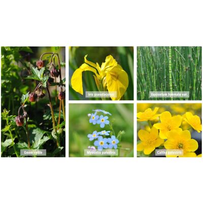 GROW by OBI Teichpflanzen Set Sumpfzone Topf ca. 9cm GROW by OBI Teichpflanzen Set Sumpfzone Topf ca. 9cm