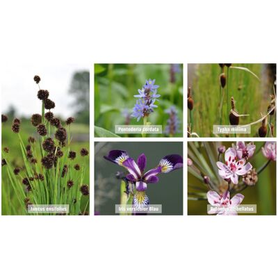 GROW by OBI Teichpflanzen Set Flachwasserzone Topf ca. 9cm GROW by OBI Teichpflanzen Set Flachwasserzone Topf ca. 9cm