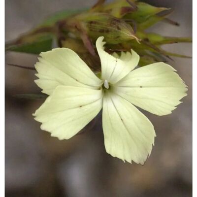 Die Nr-01.de Gelbe Balkan Nelke - Dianthus knappii Die Nr-01.de Gelbe Balkan Nelke - Dianthus knappii