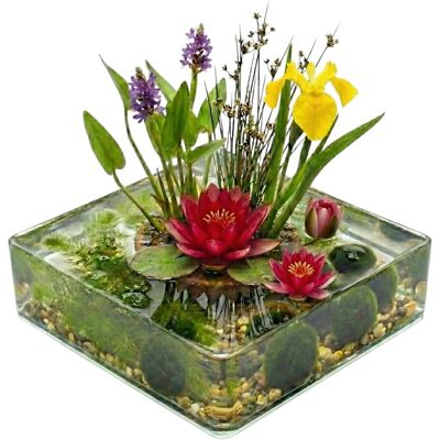Vdvelde Mini Teich Komplettset Rot 25 Bis 90L 11 Wasserpflanzen & Bakterien Vdvelde Mini Teich Komplettset Rot 25 Bis 90L 11 Wasserpflanzen & Bakterien