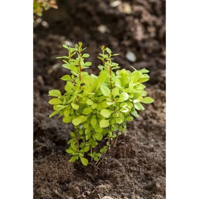 Pflanzen für dich Berberis thunbergii 'Maria' -S- 30-40 cm Pflanzen für dich Berberis thunbergii 'Maria' -S- 30-40 cm