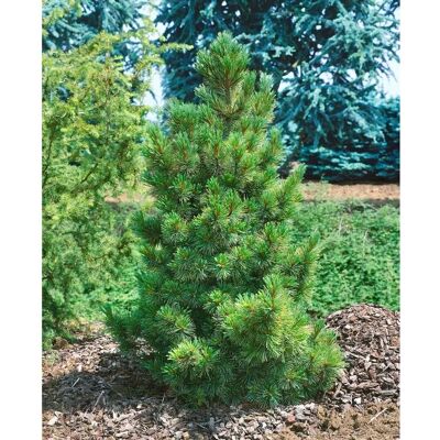 Pflanzen für dich Pinus Cembra Zirbelkiefer 80–100 cm Immergrün Winterhart Pflanzen für dich Pinus Cembra Zirbelkiefer 80–100 cm Immergrün Winterhart