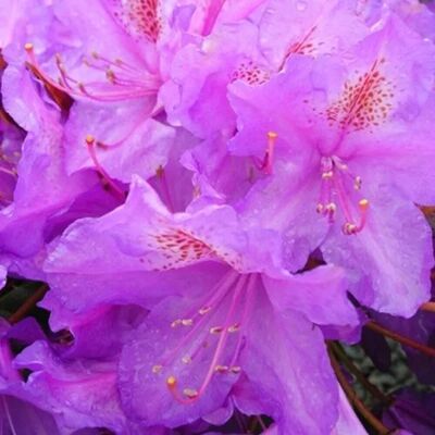 arborix Rhododendron 'Lee's Dark Purple' 40 bis 50 cm im Container Dunkelviolette Blüten arborix Rhododendron 'Lee's Dark Purple' 40 bis 50 cm im Container Dunkelviolette Blüten