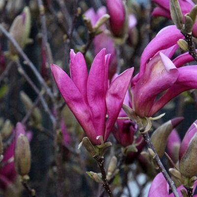 arborix Magnolie 'Susan' Magnolia 40 bis 60 cm im Container Purpurrosa Blüten arborix Magnolie 'Susan' Magnolia 40 bis 60 cm im Container Purpurrosa Blüten