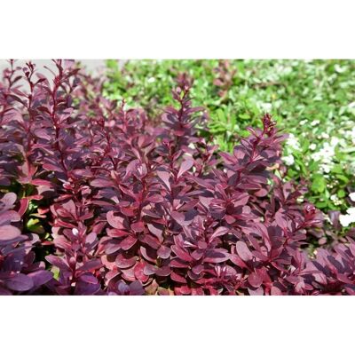 Pflanzen für dich Berberis thunbergii 'Red Chief' 60-80 cm Pflanzen für dich Berberis thunbergii 'Red Chief' 60-80 cm