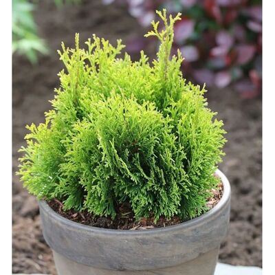 Die Nr-01.de Gelbe Scheinzypresse Miky 25-30cm - Chamaecyparis,awsoniana Die Nr-01.de Gelbe Scheinzypresse Miky 25-30cm - Chamaecyparis,awsoniana