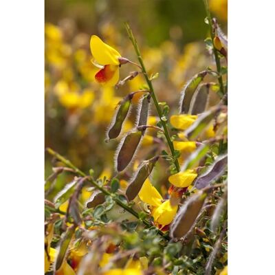 Pflanzen für dich Cytisus Scoparius Besenginster Andreanus Splendens 40-60 cm Pflanzen für dich Cytisus Scoparius Besenginster Andreanus Splendens 40-60 cm