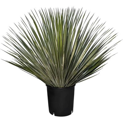Sunny-Tree Mediterrane Yucca Rostrata Palmlilie - Winterharte Pflanze bis -20°C - Ideal für Garten & Terrasse Sunny-Tree Mediterrane Yucca Rostrata Palmlilie - Winterharte Pflanze bis -20°C - Ideal für Garten & Terrasse