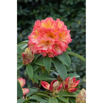 Pflanzen für dich Rhododendron Hybr. Sun Fire Leuchtend Gelb-Orange 50–60 cm Pflanzen für dich Rhododendron Hybr. Sun Fire Leuchtend Gelb-Orange 50–60 cm