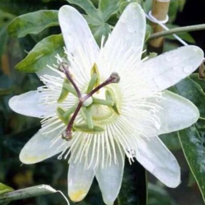 arborix Passionsblume 'Constance Elliott' Passiflora caerulea 50 bis 60 cm im Container Weiße Blüten arborix Passionsblume 'Constance Elliott' Passiflora caerulea 50 bis 60 cm im Container Weiße Blüten