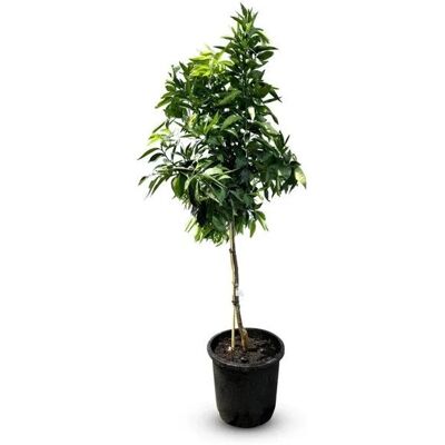 Sunny-Tree Mandarinenbaum Citrus Reticulata Obstbaum 160 Zentimeter Fruchtbildend 8-jähriger Mandarinenbaum Sunny-Tree Mandarinenbaum Citrus Reticulata Obstbaum 160 Zentimeter Fruchtbildend 8-jähriger Mandarinenbaum