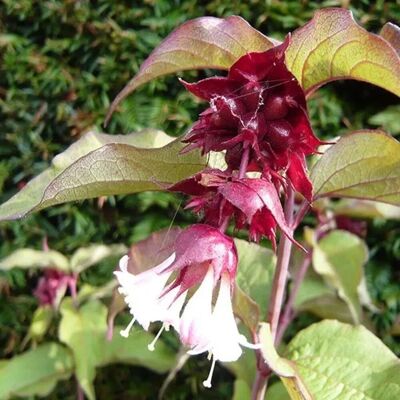 arborix Leycesterie 'Purple Rain' Leycesteria formosa 40 bis 50 cm im Container Violette Beeren arborix Leycesterie 'Purple Rain' Leycesteria formosa 40 bis 50 cm im Container Violette Beeren