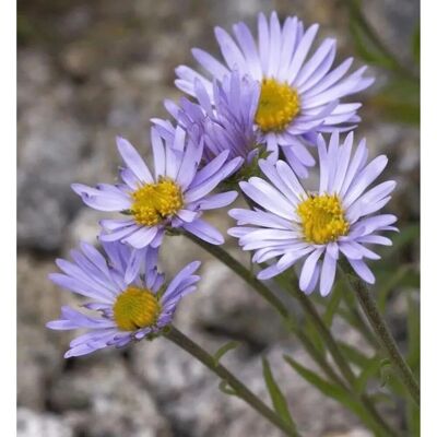 Die Nr-01.de Sommeraster Danzig - Aster alpinus Die Nr-01.de Sommeraster Danzig - Aster alpinus